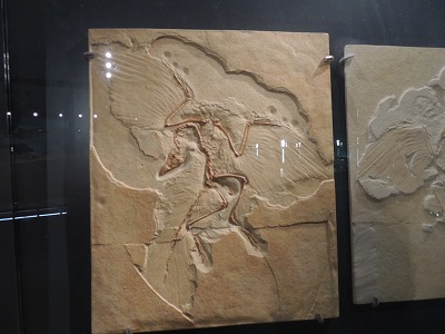 s-DSCN6828.jpg