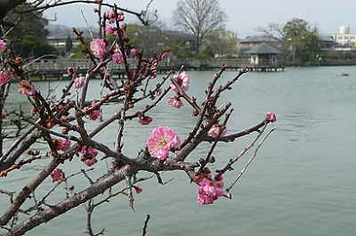n-ume1.JPG